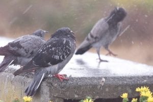 Pigeon poo on windshield gets driver $200 fine