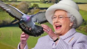 PIGEON FANCIERS END YEAR ON A HIGH AT ANNUAL AWARDS NIGHT