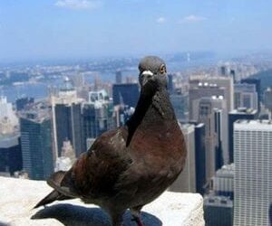 IN BRITAIN PIGEONS HAVE BEATEN THE LEADING LIVE AND CAUSED QUITE A STIR IN THE STUDIO