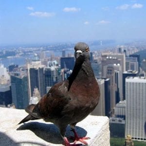 Pigeon Patrol