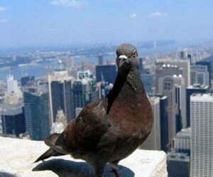 Boomer the homing pigeon finds home