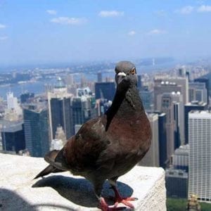 Boomer the homing pigeon finds home