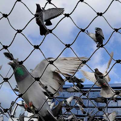 Mesh Bird Exclusion Netting 3/4