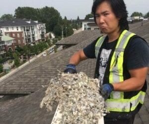 Driver fined £158 when pigeon poo covered his parking permit