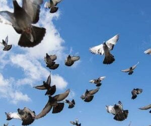 Pigeons have a long history in Haliburton County