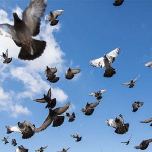 large pigeon flock flying