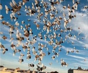 Pigeon problems at Queen Elizabeth University Hospital first reported more than two years ago