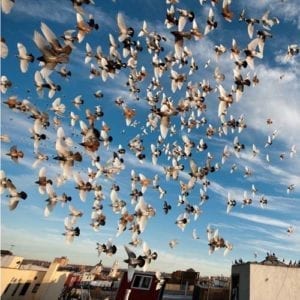 Pigeon problems at Queen Elizabeth University Hospital first reported more than two years ago