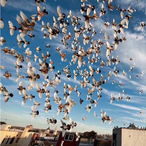 pigeon flock soaring in the sky