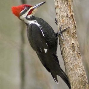 Why Do Woodpeckers Like To Hammer On Houses?