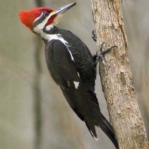 woodpecker