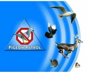 Pigeon dropping causing damage to Upshur County Courthouse