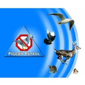 Pigeon dropping causing damage to Upshur County Courthouse