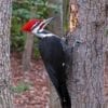 Woodpecker Deterrent Kit - Image 8