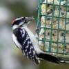 Woodpecker Deterrent Kit