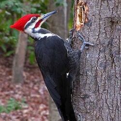 How can I get woodpeckers to leave my house alone?