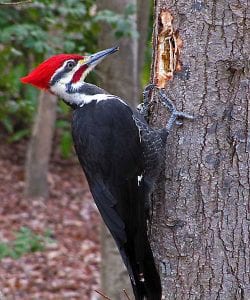 Wood Pecker Problems