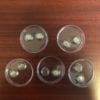 Bird Free 4-S Gel Magnetic Dishes (Pack of 5) (Copy) - Image 2