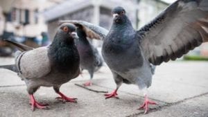 A group of pigeons