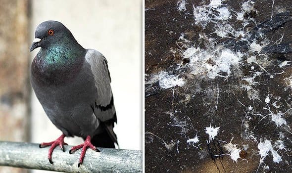 Homing in on city’s pigeon problem