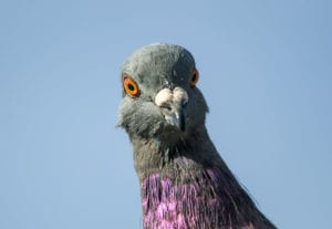 Pigeon smuggle, Caught by police!