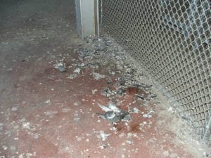 pigeon poop pigeon poop