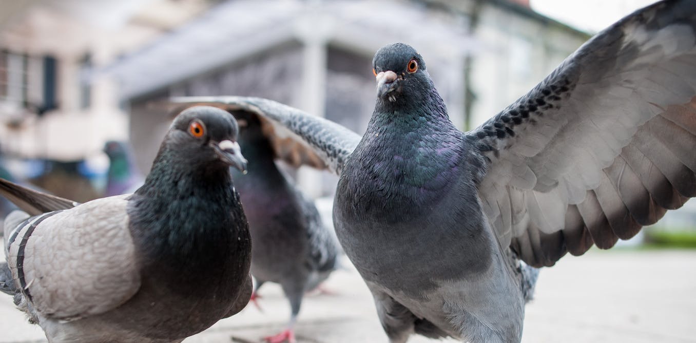 Pigeon flies past broadband in data speed race