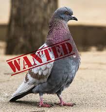 Ipswich port postpones pigeon cull after outcry