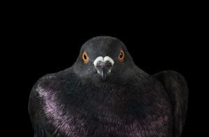 Do pigeons recognize faces?