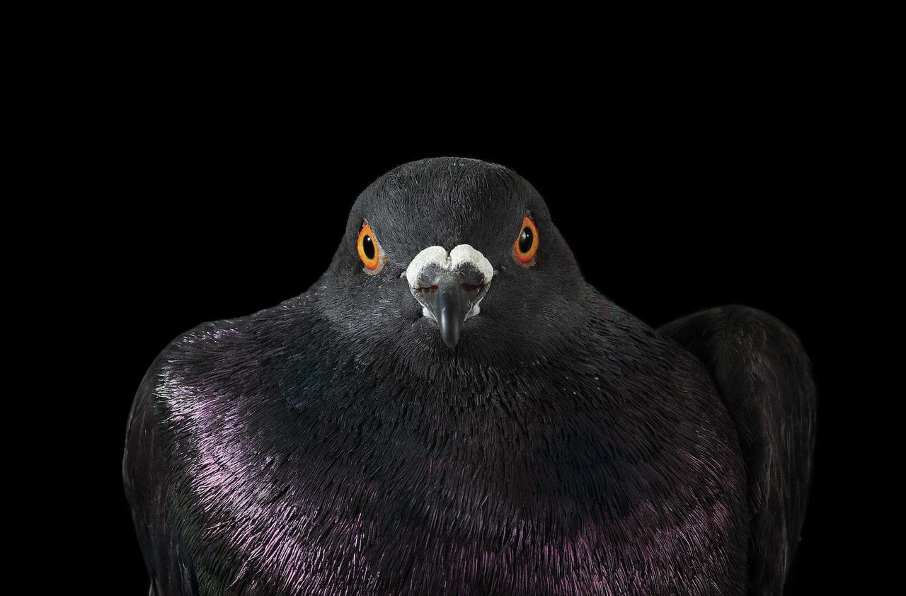 Edmonton home infested with pigeons; owner ordered to vacate and clean up
