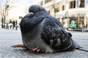 fat pigeon