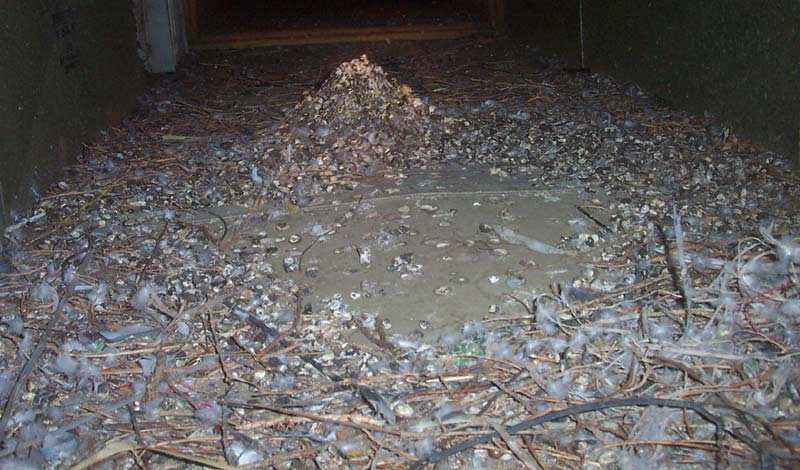 Pigeon droppings health risk – should you worry?