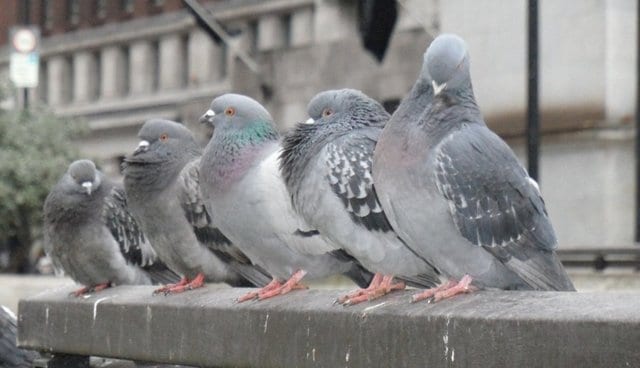 Let’s stick with pigeons for a moment.