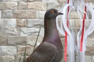 Indonesian pigeon sells for $100,000 amid national racing boom