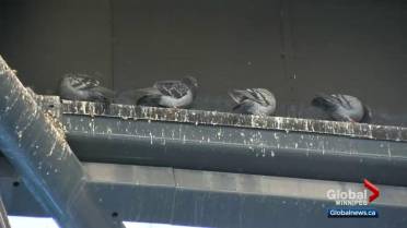 Bird birth control? B.C’s latest plan in tackling the pigeon problems on the SkyTrain.