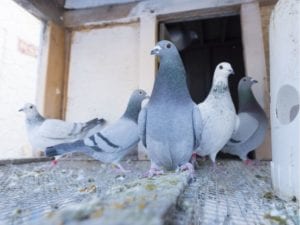 Pigeon fancier lifetime ban for cheating