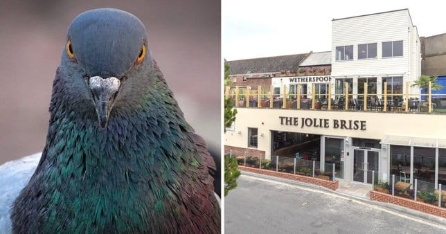 Pigeon and Wetherspoons