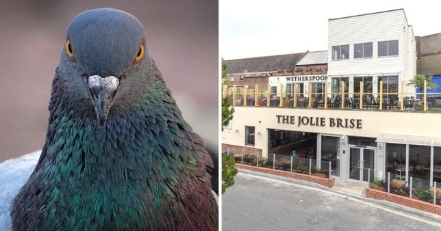 Stag bites off dead pigeon’s head outside Wetherspoons