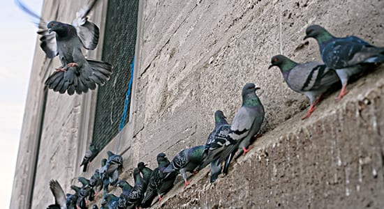 Overpopulation has Wisconsin town putting pigeons on the pill