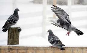 PETA wants to ban pigeon racing