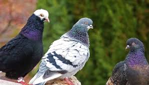 Kulwant Dulay is pictured in his pigeon coop