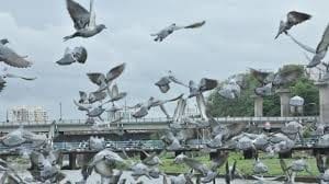 Pigeon races up in the sky!