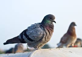 Little-Known Ways Pigeons Cause Big Problems For Bettendorf Property Owners