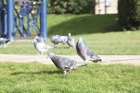 How to Get Rid of Pigeons Invading Your Property