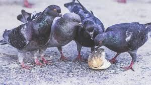 pigeons feeding on scrap food