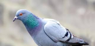 The Problems That Come With Pigeons Around Your Owensboro Property
