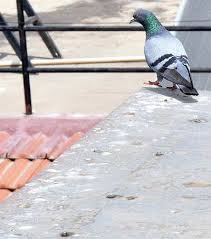 HOW TO GET RID OF PIGEONS ON THE ROOF