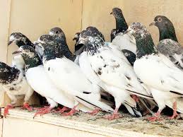 a group of pigeons