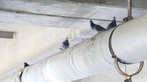 Feeding pigeon is like feeding flying RAT 