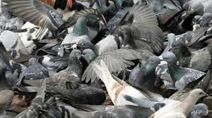 Hutchinson battles growing pigeon problems